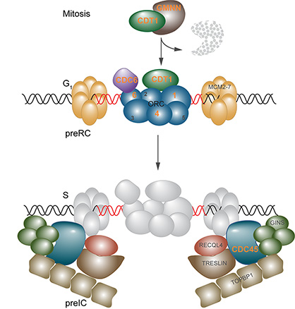 genes associated with Meier-Gorlin syndrome play essential roles as part of bigger complexes in the initiation of DNA replication