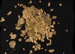 Sample of gold from the Whataroa Gorge immediately upstream from the Alpine Fault. Gold grains are hammered into flat flakes by tumbling in the rivers. Some gold is released from boulders of quartz by the same tumbling action, and is angular in shape.