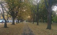 Hagley Park in autumn<br />Photo: Rebecca Phibbs (2016)