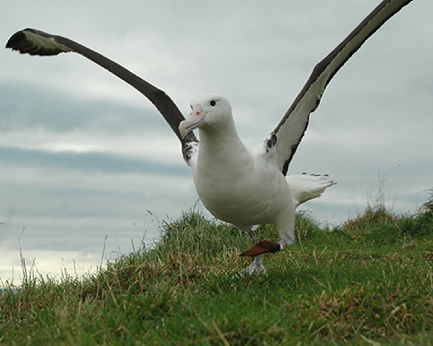 albatross1