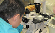 Augustine Chen using microscope thumbnail