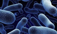 Blue bacteria thumbnail