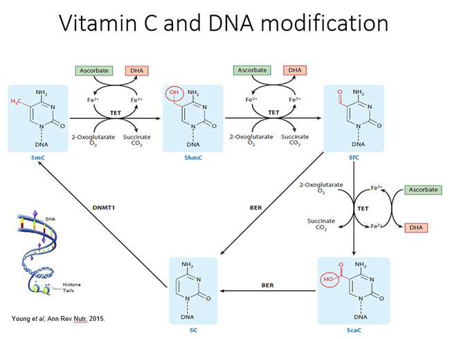 Vitamin C and DNA modification