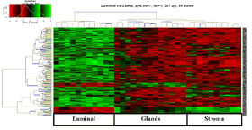 Heat map of mRNA expression in endometrial lumenal, glandular and stromal cells
