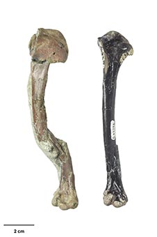 The wing bone of Catriona's shelduck (left) compared to a wing bone of the St Bathans shelduck (right) image