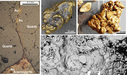 Images of gold from the lower slopes of Old Man Range, central Otago. On left, some small seams of gold have migrated up a crack in a quartz vein from an oxidised arsenopyrite grain at bottom (from Sam Stephens). At top are nuggets (from Mark Hesson) formed from chemical accumulation of gold during long-term oxidation of the schist basement and associated quartz pebble deposits. Rounding of the nuggets has been caused by local recycling during tectonic uplift. Bottom right is a scanning electron microscope image (from Gemma Kerr) of the surface of a gold nugget, showing additions of gold plates and irregular forms that may have been deposited by bacterial action.