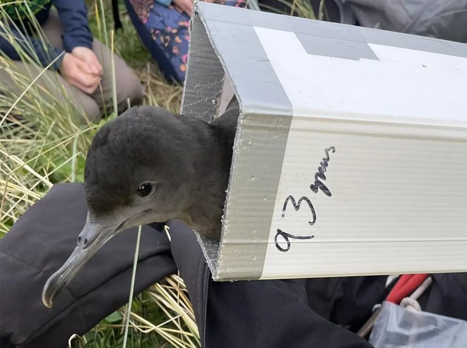 Tītī chick being released from a box