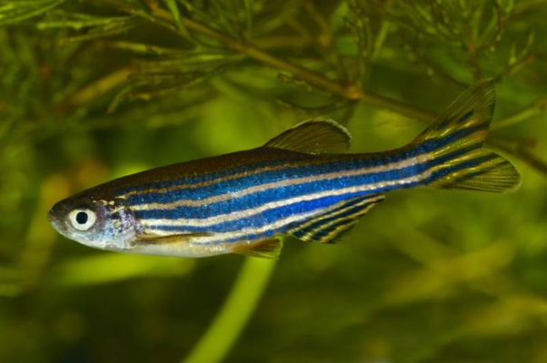 A blue and silver-striped zebrafish swimming next to water plant.