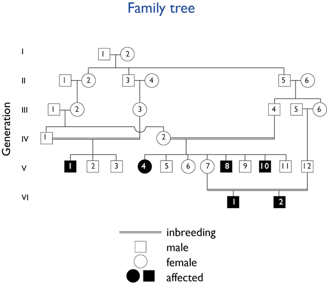 Example of a genetic family tree.