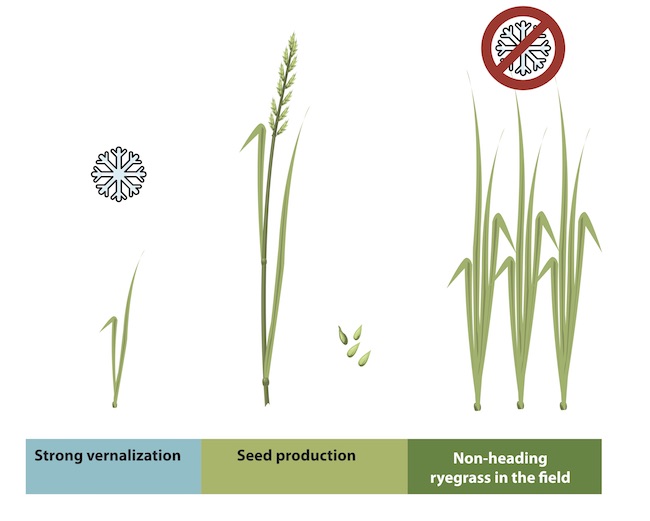 Ryegrass project schematic_650