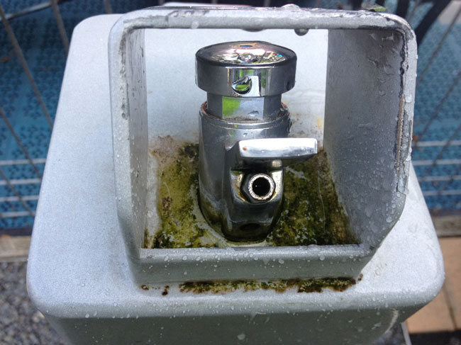 drinking  fountains with algae