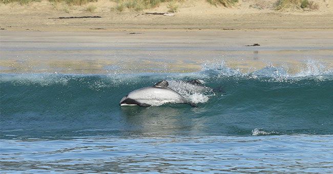 Hectors dolphin thumbnail