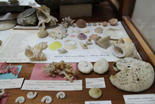Fossil collections in the geology museum