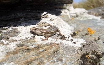 McCann's skink (Ollgosoma maccanni) sunbathing at Macraes Flat