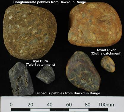 Distinctive pebbles derived from the greywacke bedrock of the Hawkdun Range on the north side of the Maniototo basin.