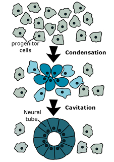 A cartoon showing the process by which we think cells in the tailbud coalesce into primative nural tube structures