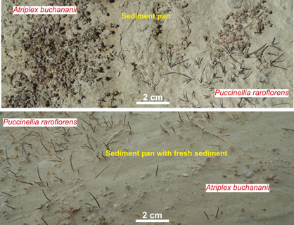 The upper image shows two plant species growing in a young sediment pan immediately below a mudstone outcrop formed by historic mining activity. The lower image shows the same species almost completely buried by mudstone washed down on to a sediment pan during a rain event that occurred a day earlier.