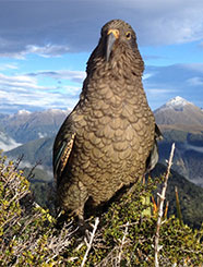 Kea