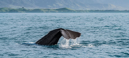 Whale fluke above sea at Kaikoura