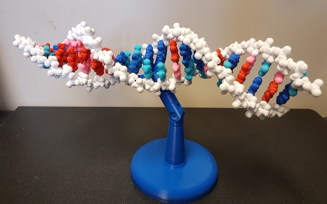 Plastic model of a DNA helix prints using a 3D printer.