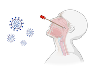 Cartoon of a Covid19 nasopharynx swab and virus particles