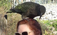 Playful kea at Willowbank Wildlife Reserve<br />Photo: Marama Gravett