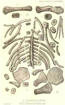 Illustration of partial skeletons of plesiosaurs, produced for James Hector's 1874 article on New Zealand Cretaceous reptiles226px.jpg