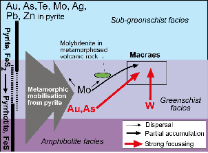 Cartoon showing mobility of metals in the Otago Schist during metamorphism. Metals were released from pyrite as that pyrite was transformed to pyrrhotite under low grade metamorphic conditions (250-400°C). Gold and arsenic were concentrated in gold deposits such as at Macraes mine. Tungsten (W) enrichment at Macraes was derived from elsewhere in the schist pile, not from low grade pyrite. Minor amounts of molybdenum also became concentrated at Macraes mine, but most Mo dispersed. The following photograph shows localized metamorphic concentration of molybdenum associated with igneous rocks, not gold deposits.