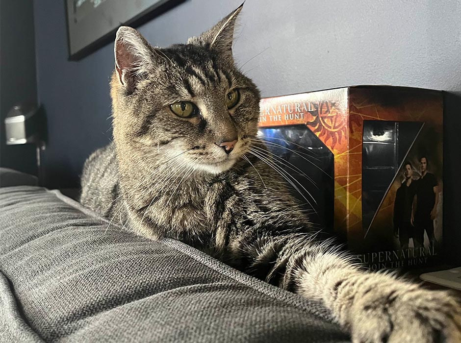 Bente Marit Captijn’s cat Roos.