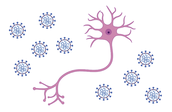 A cartoon of a neuron surrounded by coronavirus particles (not drawn to scale).