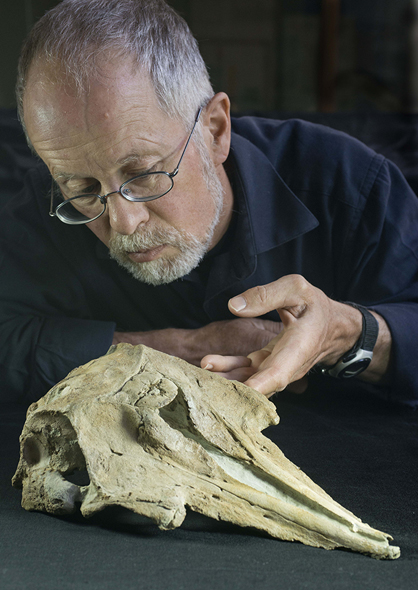 Ewan Fordyce with the skull of the fossil dolphin Papahu taitapu (Photo R Ewan Fordyce)