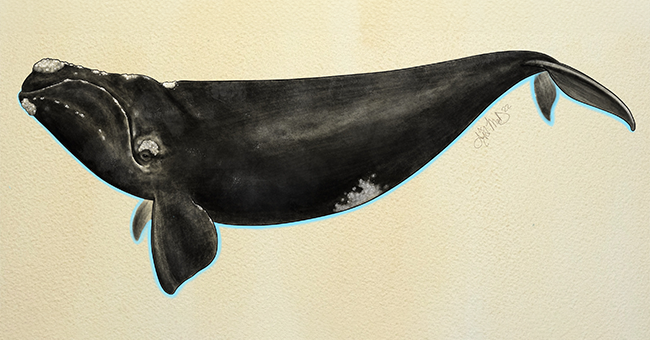 Right whale thumbnail