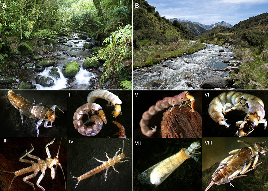 Collage of photographs showing a forested and a deforested stream, and examples of associated insect species.