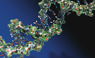dna model thumbnail