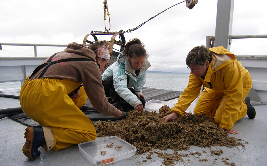University of Otago Marine Science Staff on a boat sorting through seaweed 1x image