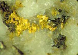 Coarse grained gold in a quartz vein (the gold is 3 mm across) from the headwaters of the Callery River which flows into the Waiho River at Franz Josef.