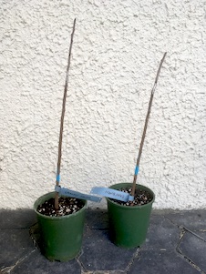 Two plant pots filled with dirt, each planted with a single stick. 2023 image