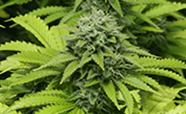 cannabis thumbnail