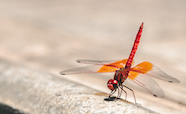 Orange mosquito thumbnail