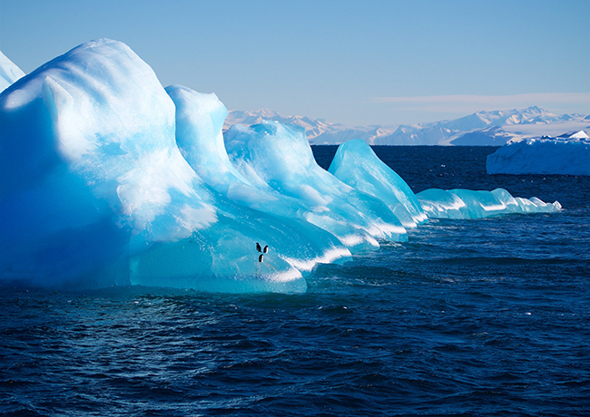 Adelies on iceberg image