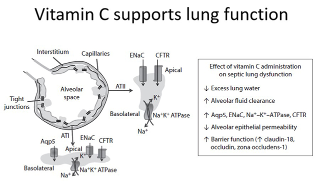 Vitamin C supports lung function