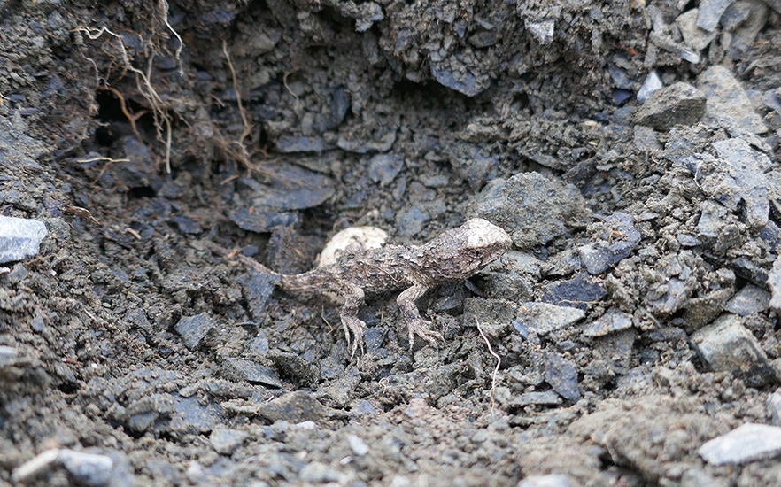 Hatchling with eggshell behind image