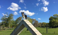 Border Collie rules at the Groynes activity park (October 2016)<br />Photo: Philip Pattemore