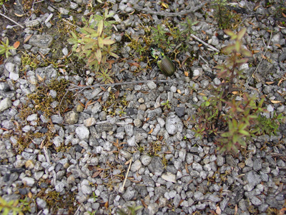 Self-seeded manuka seedlings are sprouting from quartz-rich overburden in 2011. Beetle (top centre) is 2 cm long.