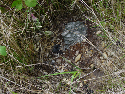 The photo shows a 10cm block of this material (slightly above centre). The acid from the pyrite (grey-yellow colour between white quartz pebbles) has killed the grass within a 10 cm radius of the block.