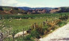 Island Block alluvial gold mine (near Roxburgh) after rehabilitation. The mine was developed in an old channel of the Clutha River (flats in foreground) which was abandoned thousands of years ago. During the mining operation, a hole more than 20 metres deep was dug progressively downstream, and the excavated gravel was used to backfill the hole after the gold was extracted.