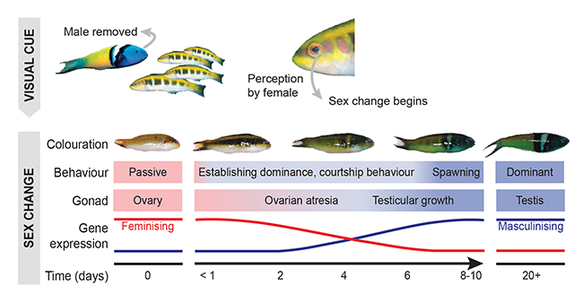 Fish sex change infographic