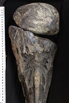 The fossil skull of the newly-described Eocene billfish 'Zealandorhynchus fordycei'.