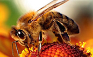 honeybee tn