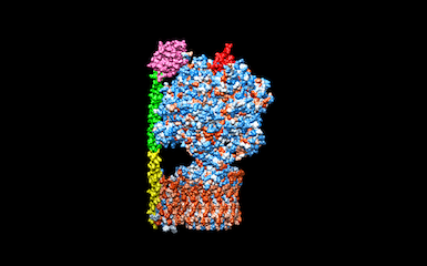 Model of ATP synthase on computer